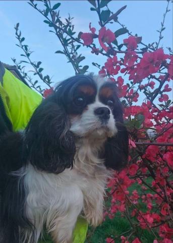 Weiblicher cavalier king charles spaniel