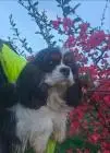 Weiblicher cavalier king charles spaniel