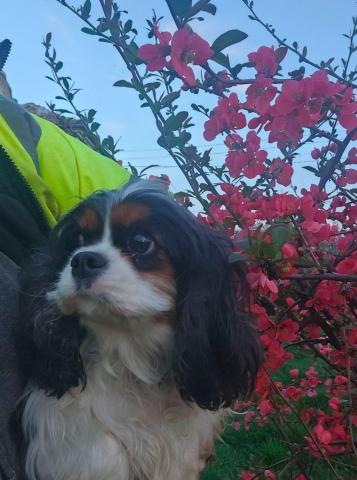 Weiblicher cavalier king charles spaniel