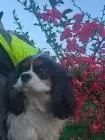 Weiblicher cavalier king charles spaniel