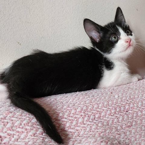 Котята в любящий дом.