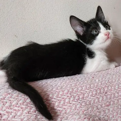 Котята в любящий дом. - 1