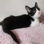 Котята в любящий дом.