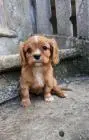 Cavalier king charles spaniel mädchen