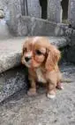 Cavalier king charles spaniel mädchen