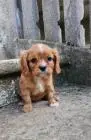 Cavalier king charles spaniel mädchen