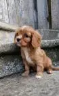 Cavalier king charles spaniel mädchen
