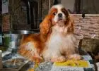 Cavalier king charles spaniel welpen