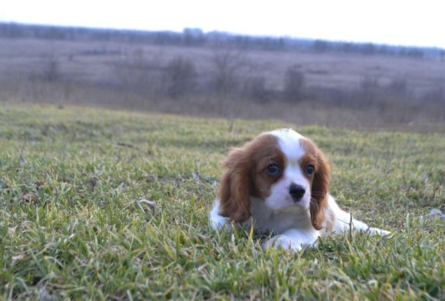 Cavalier king charles spaniel welpen