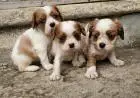 Cavalier king charles spaniel welpen