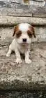 Cavalier king charles spaniel welpen