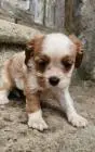 Cavalier king charles spaniel welpen