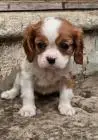 Cavalier king charles spaniel welpen