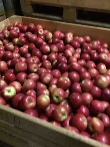 Apples Idaret