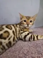 Бенгальские котята из питомника Wonderfulcats