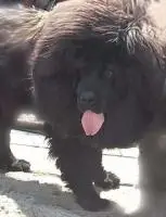 Тибетский мастиф щенок под разведение