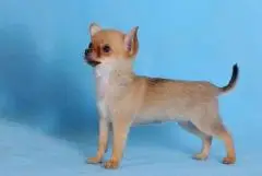 Girl Chihuahua from Moskow