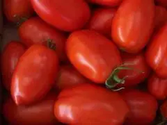 семена томатов Классика