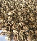 Продаю чищеныи грецкий орех