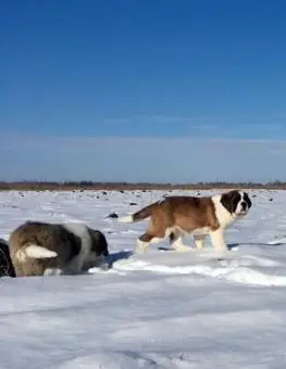 щенки сенбернара