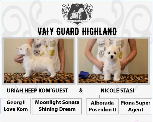 West highland white terrier puppies