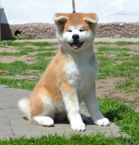 Щенки akita inu