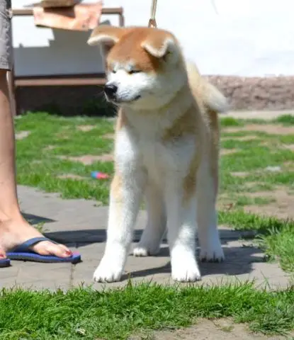 Щенки akita inu