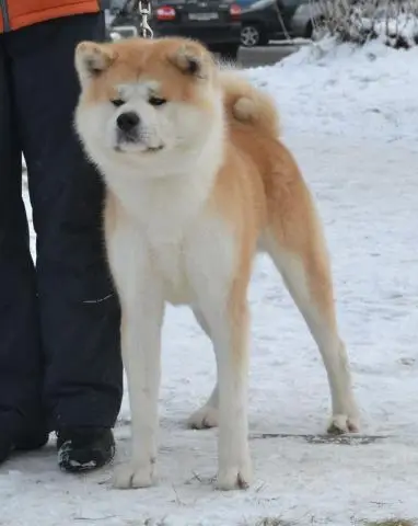 Щенки akita inu