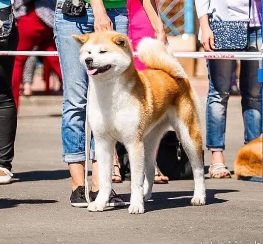 Щенки akita inu